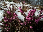 20 Erica rinfrescata da neve marzolina
